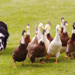 img src="family-fun.jpg" alt="Family-friendly Luxury Scotland Tours with activities for all ages
